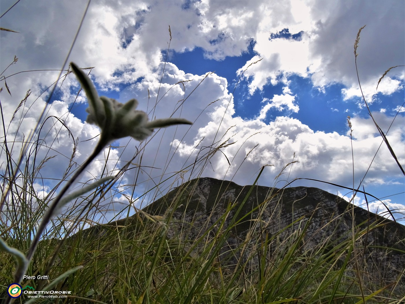 62 Leontopodium alpinum (Stella alpina) con Cima di Grem e nuvole splendendi al sole.JPG